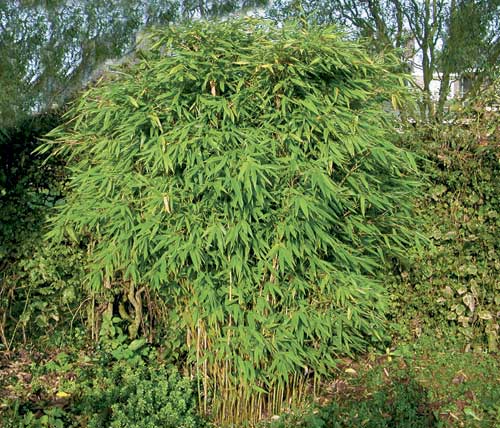 Dragon's Head Hardy Bamboo