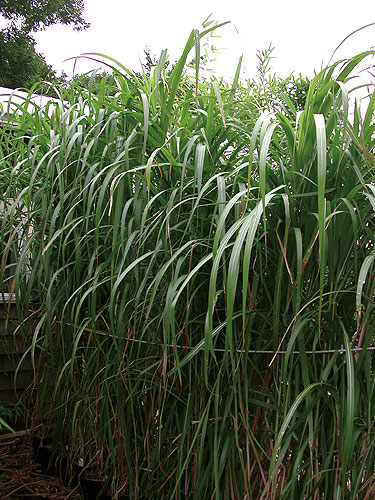 Giant Chinese Ornamental Grass