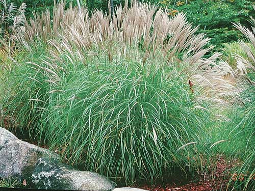 Maiden Grass Ornamental Grass