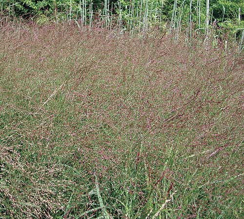 Switch Grass 'Rehbraun' Ornamental Grass