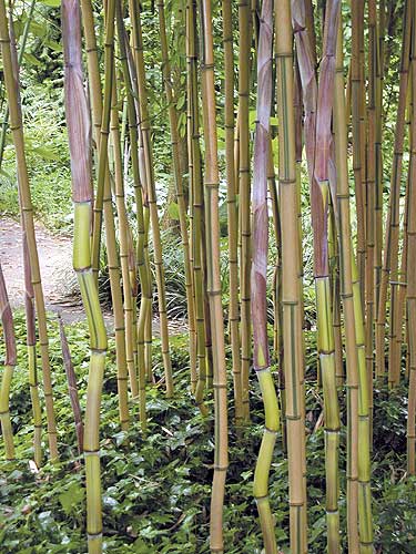 Green Groove Hardy Bamboo