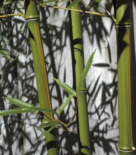 Yellow Groove Hardy Bamboo