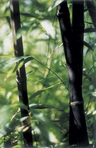 'Hale' Black Hardy Bamboo