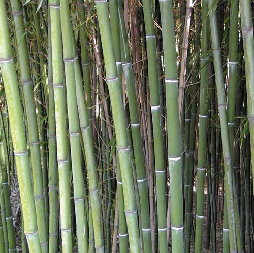 Nuda Hardy Bamboo